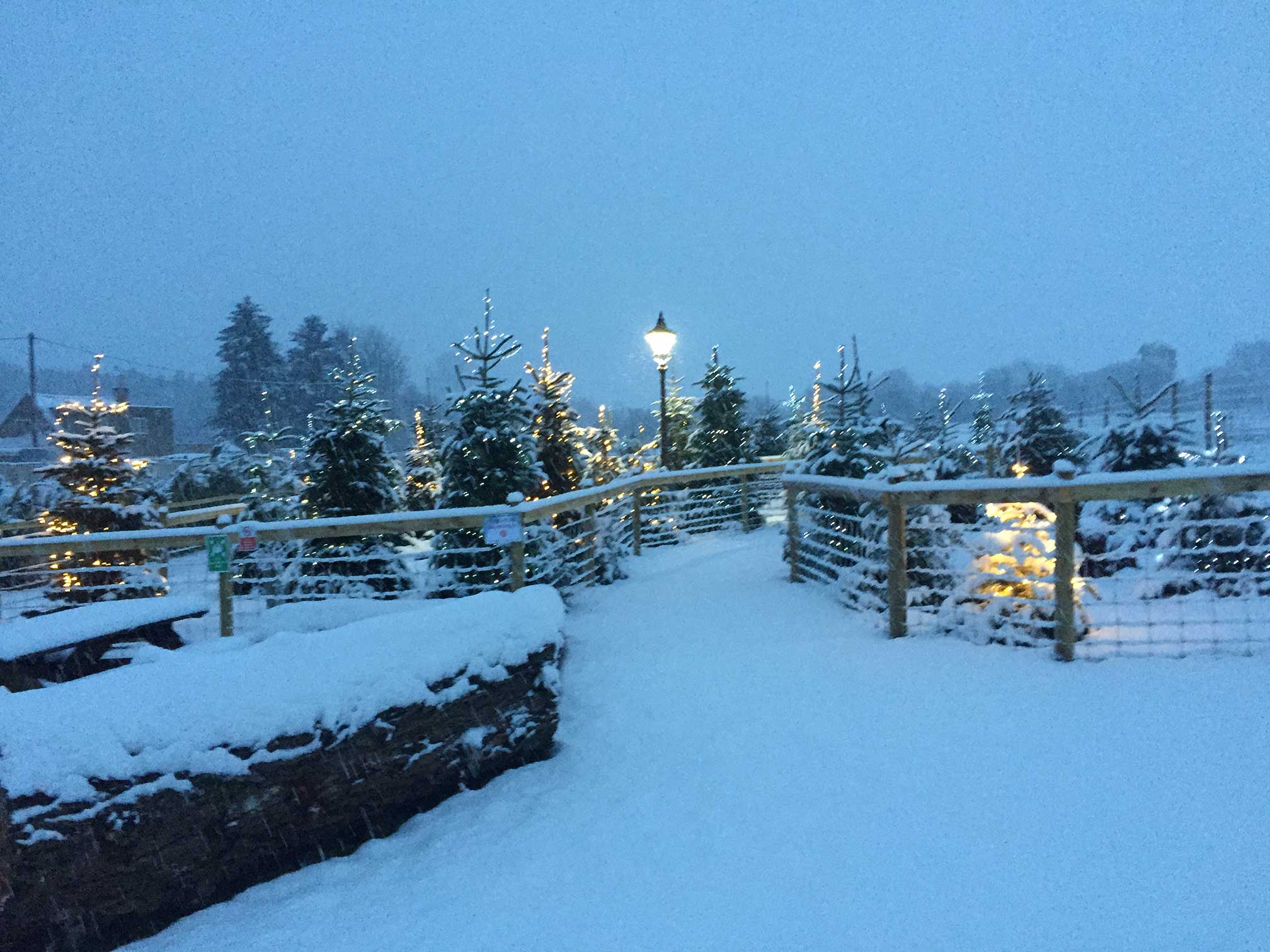 christmas trees in snow